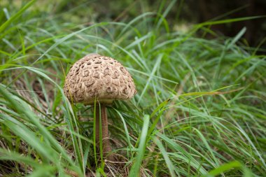 Mantarlar (makrolepiota procera) Dolomitler 'de bir ormanda yetişmiştir.
