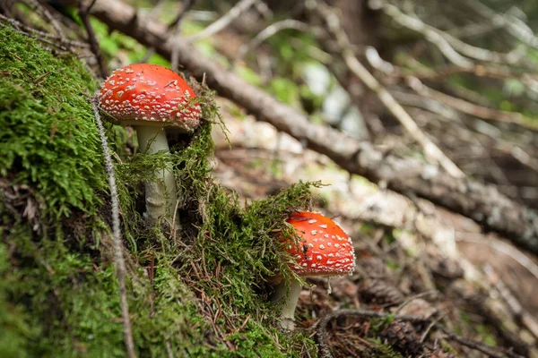 Dois Jovens Amanita Muscaria Cresceram Dentro Uma Floresta Dolomites Itália — Fotografia de Stock