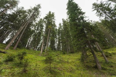 Bir İtalyan dağ ormanının üzerinde bulutlu bir gün