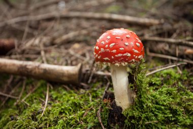 Genç Amanita Muscaria Dolomites 'te (İtalya) bir ormanda büyüdü.)
