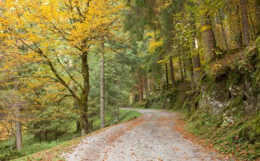 Sonbaharda bir İtalyan ormanında yeşillik.