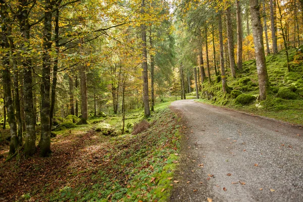 Liści Wewnątrz Włoskiego Lasu Jesienią — Zdjęcie stockowe