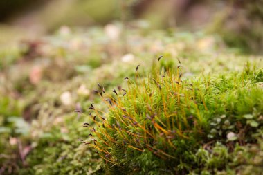 Ormanın içinde yeşil yosun