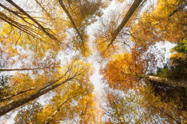 Sonbaharda bir İtalyan ormanında yeşillik.