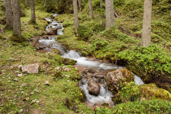 霧深い森の中を渓流が流れる — ストック写真