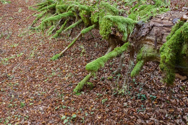 Musgo Verde Sobre Pinheiro Velho Dentro Floresta — Fotografia de Stock