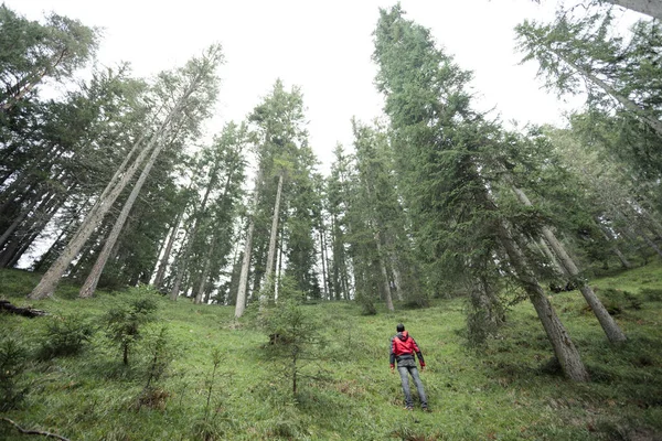 Een Trekker Loopt Solo Door Het Bos Een Bewolkte Dag — Stockfoto