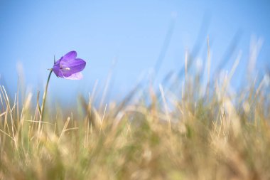 Dolomitler 'den Mor Dağ Gentianella çiçeği