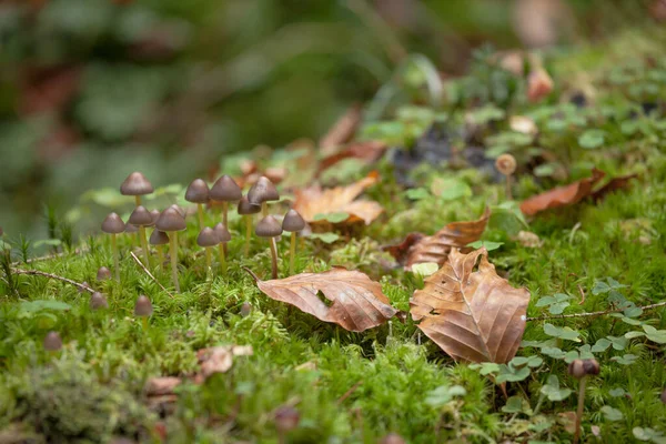 Små Svampar Som Vuxit Upp Skog Dolomiterna Italien — Stockfoto