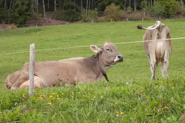 Δύο Καφέ Αλπικές Αγελάδες Καταπράσινο Βοσκότοπο Στην Περιοχή Δολομιτών — Φωτογραφία Αρχείου