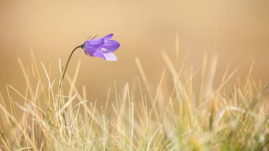 Dolomitler 'den Mor Dağ Gentianella çiçeği