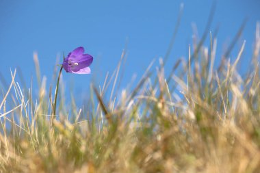 Dolomitler 'den Mor Dağ Gentianella çiçeği