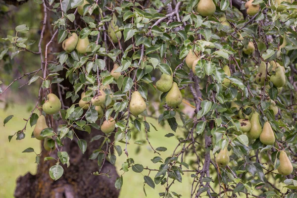 Pêra Árvore Com Muitas Frutas Sobre Ele — Fotografia de Stock