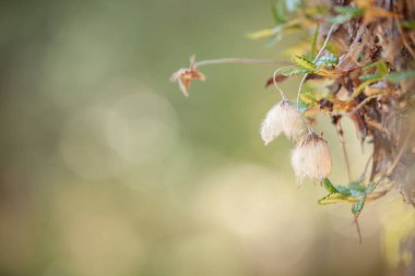İtalya 'daki tipik Dolomitlerin dağlık alanlarından beyaz çiçekler.