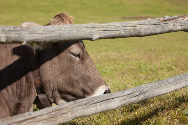 Una Vaca Alpina Marrón Descansando Pasto Verde Área Dolomitas —  Fotos de Stock