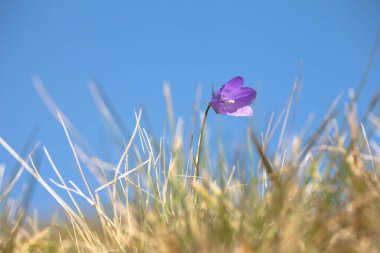 Dolomitler 'den Mor Dağ Gentianella çiçeği