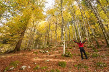 Güneşli bir günde ormanda tek başına yürüyen bir yürüyüşçü.