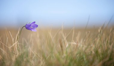 Dolomitler 'den Mor Dağ Gentianella çiçeği