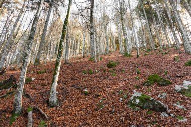 Sonbaharda bir İtalyan ormanında yeşillik.
