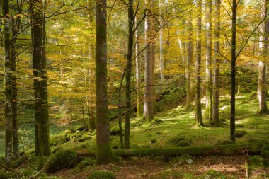 Sonbaharda bir İtalyan ormanında yeşillik.