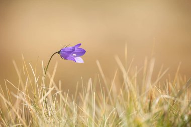Dolomitler 'den Mor Dağ Gentianella çiçeği