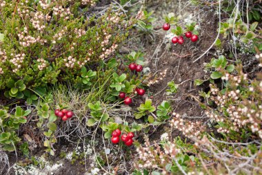 doğal alp ortamında kızılcık bitkisi