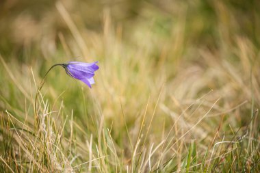 Dolomitler 'den Mor Dağ Gentianella çiçeği