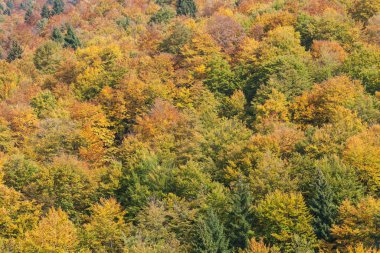 Sonbaharda bir İtalyan ormanında yeşillik.