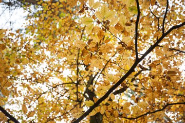 Sonbaharda bir İtalyan ormanında yeşillik.