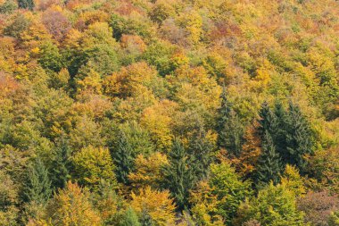 Sonbaharda bir İtalyan ormanında yeşillik.