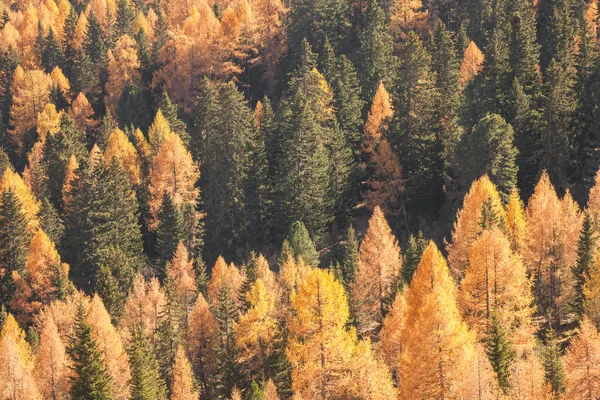 Modrzewie Żółte Zielone Sosny Jesienią Lesie — Zdjęcie stockowe