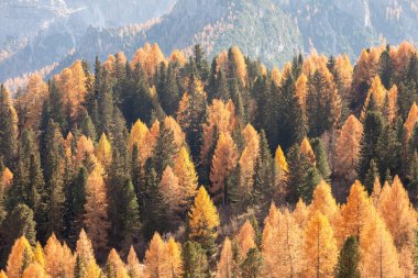 Sarı tarlalar ve yeşil çam ağaçları sonbaharda ormanda