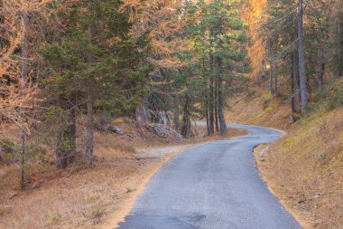 Sonbaharda orman boyunca uzanan ikinci bir yol.