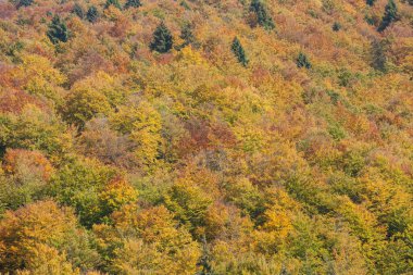 Sonbaharda bir İtalyan ormanında yeşillik.