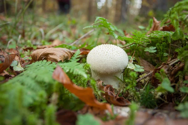 Pilz Wächst Einem Wald Den Dolomiten Italien — Stockfoto