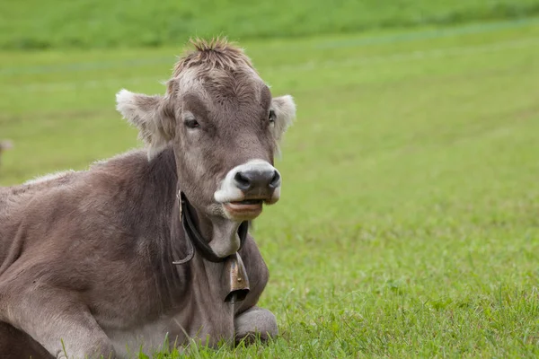 Una Vaca Alpina Marrón Descansando Pasto Verde Área Dolomitas —  Fotos de Stock