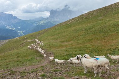 İtalyan dağlarının otlaklarında parlak koyunlar