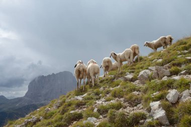 İtalyan dağlarının otlaklarında parlak koyunlar