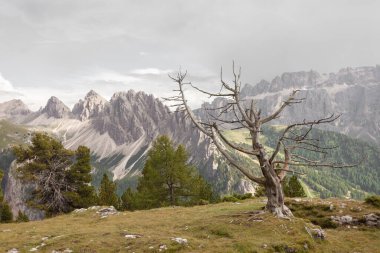 Yaşlı çam ağacı Dolomitlerdeki bir çam otlağının üzerinde öldü.