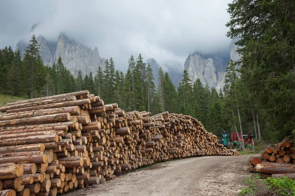 Cortar Pinheiros Dentro Uma Floresta Italiana — Fotografia de Stock