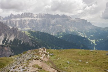 İtalyan dağlarının otlaklarında parlak koyunlar