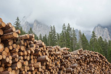 İtalyan ormanında çam ağacı kestim.