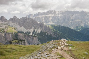 İtalyan dağlarının otlaklarında parlak koyunlar