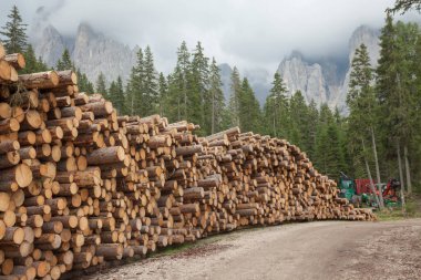 İtalyan ormanında çam ağacı kestim.