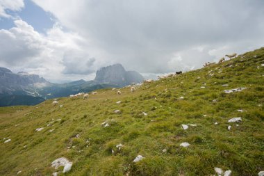İtalyan dağlarının otlaklarında parlak koyunlar