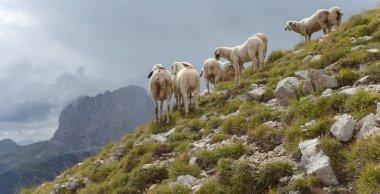 İtalyan dağlarının otlaklarında parlak koyunlar