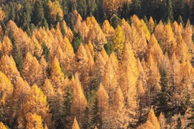 Sarı tarlalar ve yeşil çam ağaçları sonbaharda ormanda