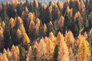 Sarı tarlalar ve yeşil çam ağaçları sonbaharda ormanda