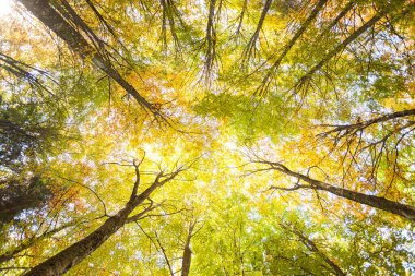 Sonbaharda bir İtalyan ormanında yeşillik.