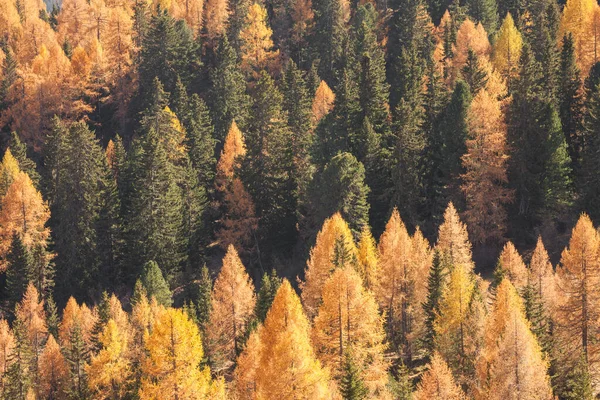 Mélèzes Jaunes Pins Verts Automne Dans Les Bois — Photo